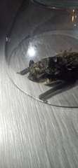 Vespertilio murinus