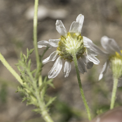 Anthemis cotula