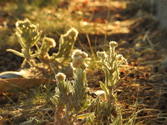 Pseudognaphalium
