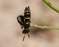 Philanthus gibbosus