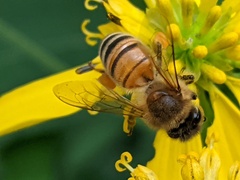 Apis mellifera