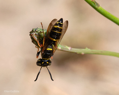 Philanthus gibbosus