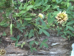 Trifolium
