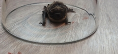 Vespertilio murinus