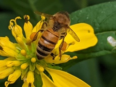 Apis mellifera