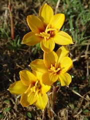 Zephyranthes tubispatha