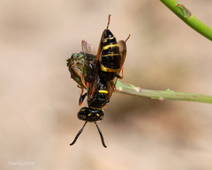 Philanthus gibbosus