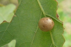 Cynips quercusfolii