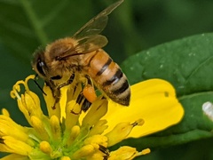 Apis mellifera