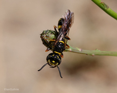 Philanthus gibbosus