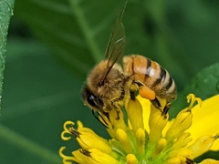 Apis mellifera