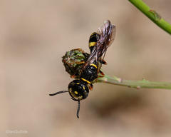 Philanthus gibbosus