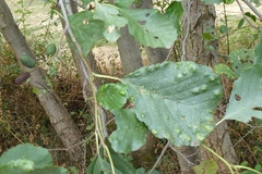 Acalitus brevitarsus