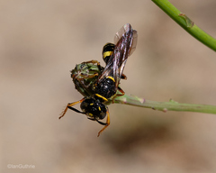 Philanthus gibbosus
