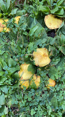 Suillus americanus