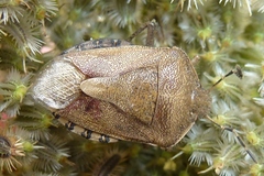 Dolycoris baccarum