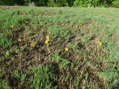Zephyranthes tubispatha
