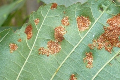 Acalitus brevitarsus