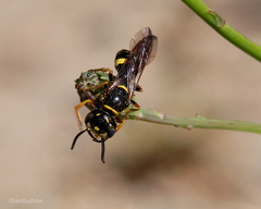 Philanthus gibbosus