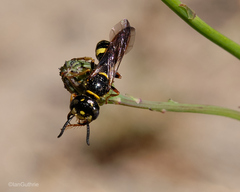 Philanthus gibbosus