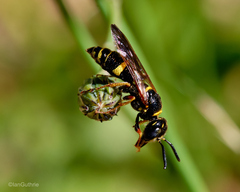 Philanthus gibbosus