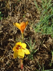 Zephyranthes tubispatha
