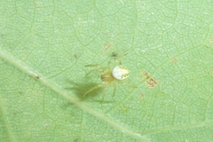 Araniella cucurbitina