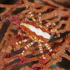 Xenocarcinus depressus