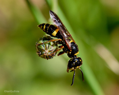 Philanthus gibbosus