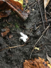Monotropa uniflora