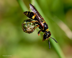 Philanthus gibbosus