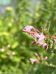 Oenothera gaura