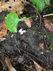 Monotropa uniflora