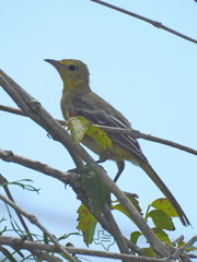 Icterus cucullatus