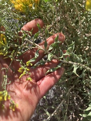 Chrysothamnus viscidiflorus