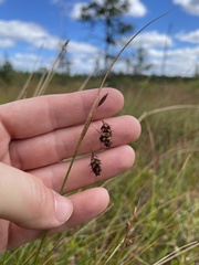 Carex magellanica