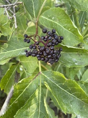 Sambucus racemosa melanocarpa