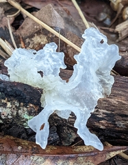 Tremella