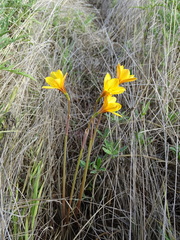 Zephyranthes tubispatha