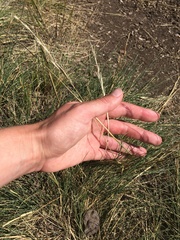 Festuca