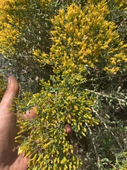 Chrysothamnus viscidiflorus