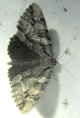 Catocala retecta