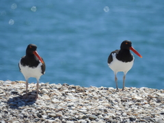 Haematopus palliatus