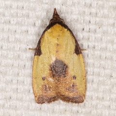 Cenopis lamberti