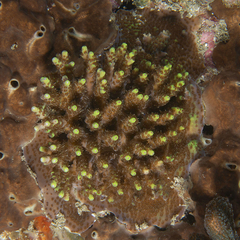 Acropora