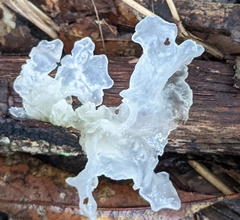 Tremella