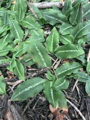 Goodyera oblongifolia