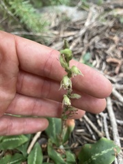 Goodyera oblongifolia