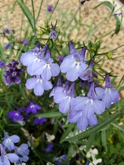 Lobelia erinus