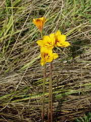 Zephyranthes tubispatha